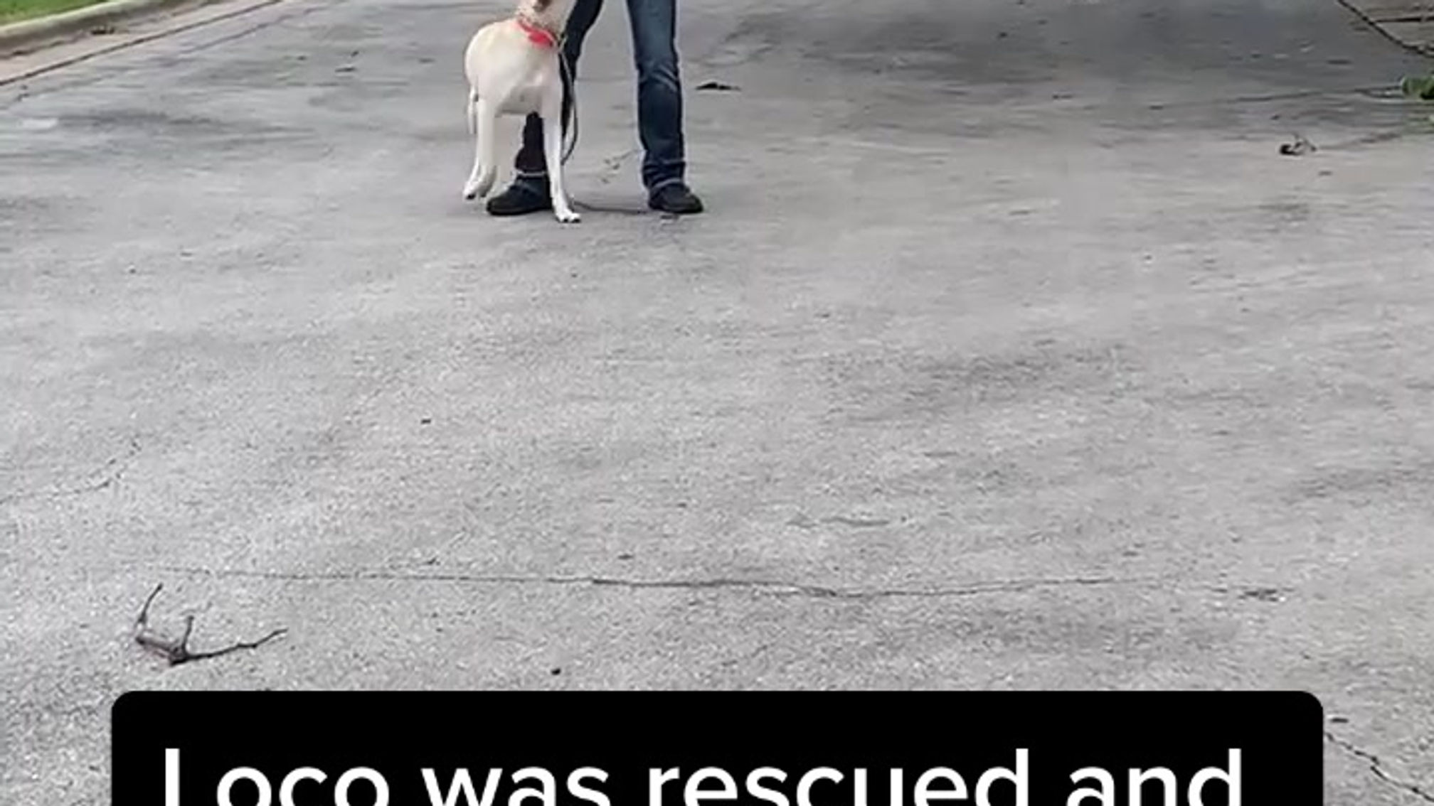 This 2 year old lab was left abandoned on a farm road with a duct tape mouth.